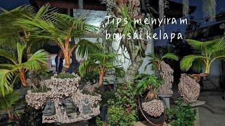 Tips menyiram bonsai kelapa