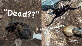 DON’T JUDGE an Asian TARANTULA by its “CALM BEHAVIOUR” 