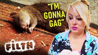 Cleaner Finds Dead Rat In Home  Obsessive Compulsive Cleaners  Episode 25  Filth