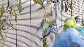 budgie sounds