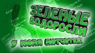 Зеленые водоросли в аквариуме Почему появилась нитчатка и как с ней бороться?