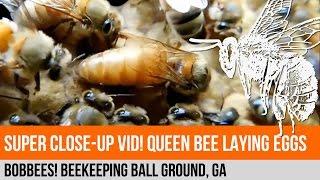 Beekeeping Queen Bee Laying Eggs Macro  Close Up