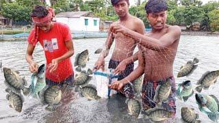 tilapia fishing video  fish video & fish market