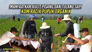 TUTORIAL MERACIK PUPUK ORGANIK ALA KDM  MANFAATKAN KULIT PISANG DAN TULANG SAPI