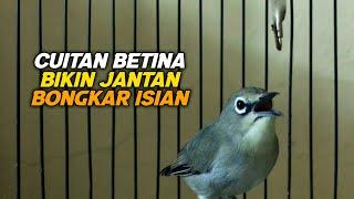 Cuitan Pleci Betina Ini Bisa Menaikan Birahi Semua Pleci Jantan Bongkar Isian Dalam Hitungan Menit