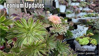 Aeonium Updates