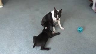 Boston Terrier dog pees on Mastiff Puppy