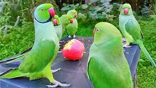 Amazing Parrot Talking Video