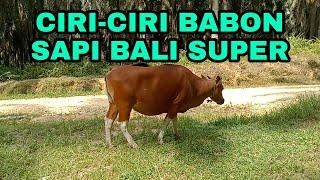 CIRI-CIRI BABON SAPI BALI SUPER