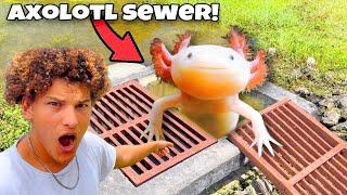 I Found AXOLOTLS In This SEWER