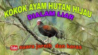 KOKOK AYAM HUTAN HIJAU DIALAM LIAR  COCOK BUAT PIKAT DAN PANCINGAN AYAM HUTAN    Masteng nex