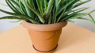 Aloe Vera Jeli