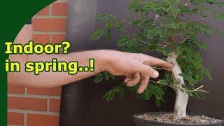 moving indoor bonsai outside