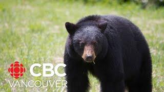 Port Moody B.C. working to coexist with black bears