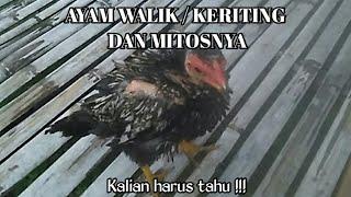 AYAM WALIK  KERITING DAN MITOSNYA