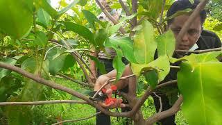 Pruning atau memangkas jambu air di Kebun Jambu Rejoagung