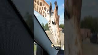 Autosafari Beekse Bergen  Safari Park  Netherlands  Wild animals atrocities  Zoo Tour  #shorts