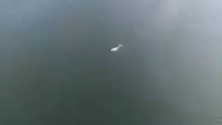 Beluga whale in Suchan river Nakhodka