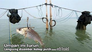 Pertama umpan ikan hidup turun langsung disambar kakap putih besar Mancing kakap putih besar