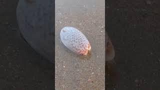 Seashell  Nature  beautiful Beaches #youtube #youtubeshorts #seashells #nature