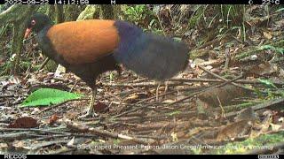 First Video Ever of the Black-naped Pheasant-Pigeon