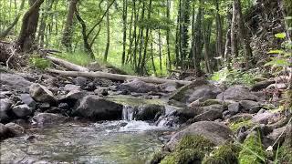 Cute beautiful stream deep in the forest. Nature water and bird sounds relaxing meditation