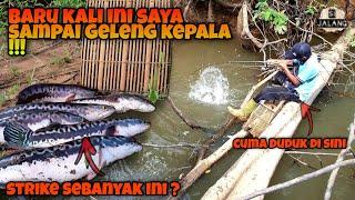 Pernah Lihat Ikan Toman Se Bar-Bar Ini ?