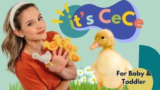 Parents Choice for Baby & Toddler I Learn to Talk I Five Little Ducks Song for Kids I Its CeCe