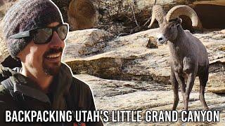 Chased by a Bighorn Sheep - Backpacking the Little Grand Canyon