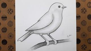 How to Draw Bird Step by Step Bird Drawing