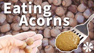 Eating ACORNS  How to Forage Store & Cook Acorns
