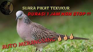 SUARA PIKAT TEKUKUR  DURASI FULL 1 JAM NONSTOP 