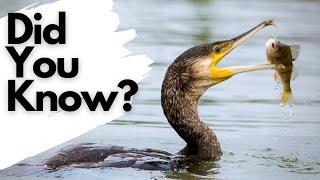 Things you need to know about CORMORANTS