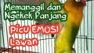 Memanggil dan Ngekek Panjang picu emosi lawan - Pancingan Lovebird Ngekek