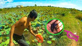 How we found really amazing of wild betta in lotus lake