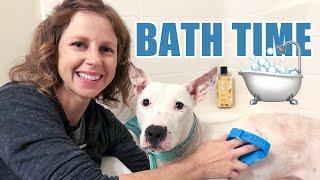 How To Give A Rescue Dog A Bath Setting Yourself Up For Success