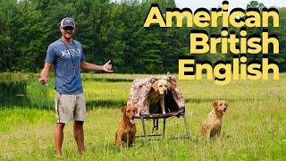 What Is The Best Labrador Retriever American British or English?