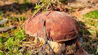 Боровое сновидение. Море белых грибов Места 17.09 #porcini #funghi #boletus #mushroom #เห็ด​ #진균 #蘑菇