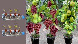 Unique Skill For Grafting Grapes and Apples With Aloe Vera & Onion growing Apple trees mixed grapes