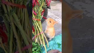 This little rabbit is from Chongqing right? Cute pet debut plan Rabbit Rural cute pet