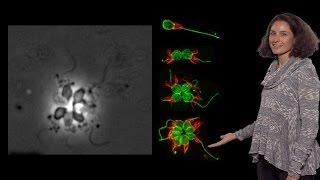 Nicole King UC Berkeley HHMI 2 Choanoflagellate colonies bacterial signals and animal origins