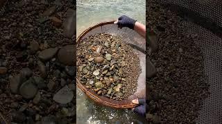 Finding Natural Smoky Quartz Quartz Crystal Gemstones By Mining Hand In River Episode 561