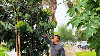 How To Stress Out Your Tropical Fruit Trees for Long Term Growth