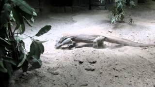 A Komodo Dragon Tried To Dig His Way Out Of The Aquarium