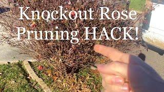 KNOCKOUT ROSE Pruning HACK  how to prune a knockout rose 101