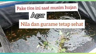 tips agar ikan nila tidak sakit saat musim hujan