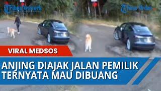 VIDEO CCTV Senangnya Anjing Dikira Diajak Jalan-Jalan Sang Pemilik Ternyata Dibuang di Tengah Hutan