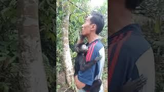 Melatih lutung Jawa hrs sabardan penuh kasih sayang