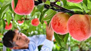 Worlds Most Expensive Peaches - Japan Agriculture Technology - Peaches Cultivation Technique