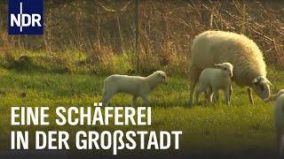 Lammzeit bei den Großstadtschäfern  Die Nordreportage  NDR Doku